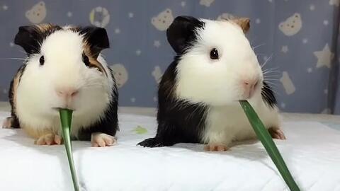 荷兰猪视频,可爱瞬间大盘点