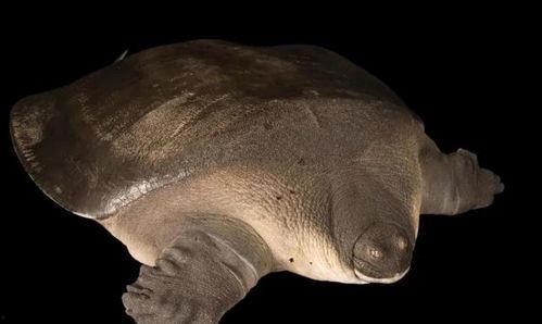 鼋视频,探寻水中巨兽的生存智慧