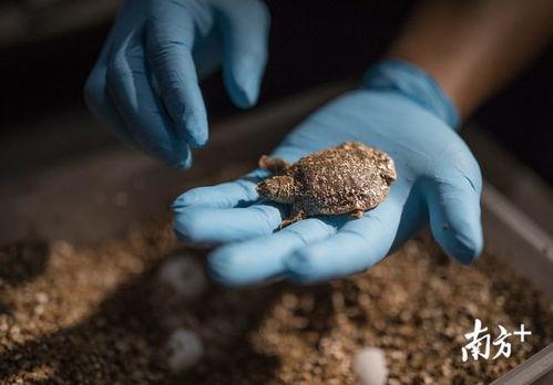 鼋视频,探寻水中巨兽的生存智慧