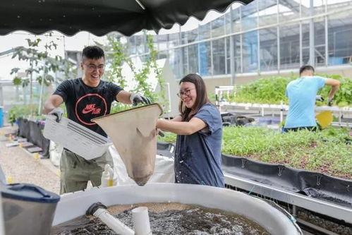 鱼菜共生视频,绿色农业新模式的创新实践