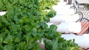 鱼菜共生视频,绿色农业新模式的创新实践