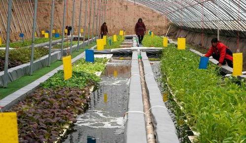 鱼菜共生视频,绿色农业新模式的创新实践