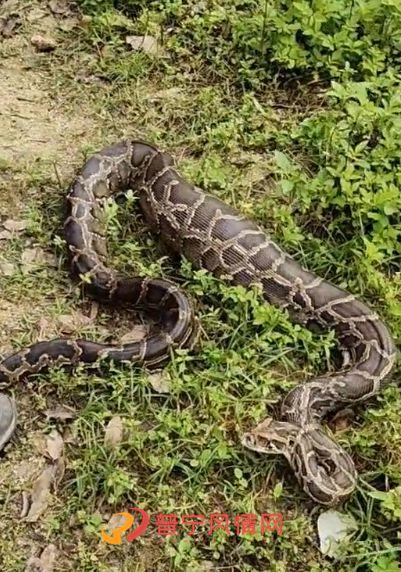 大蟒蛇的视频,惊心动魄！大蟒蛇捕食瞬间全程记录