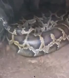 大蟒蛇的视频,惊心动魄！大蟒蛇捕食瞬间全程记录