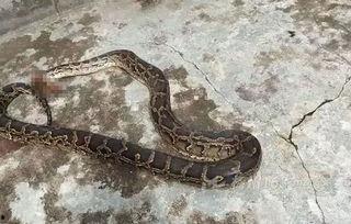 大蟒蛇的视频,惊心动魄！大蟒蛇捕食瞬间全程记录