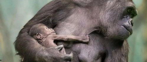 动物生孩子视频,动物育儿奇观大揭秘