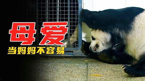 动物生孩子视频,动物育儿奇观大揭秘