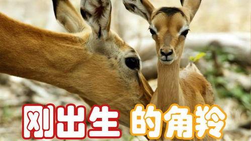 动物生孩子视频,动物育儿奇观大揭秘
