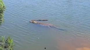 鳄鱼爬行视频,揭秘水中霸主的陆地行进