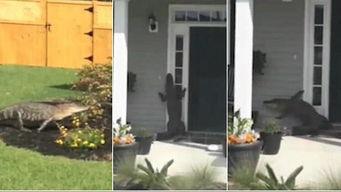 鳄鱼爬行视频,揭秘水中霸主的陆地行进