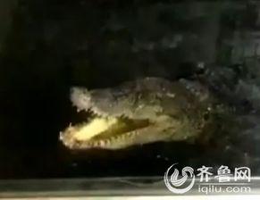 鳄鱼爬行视频,揭秘水中霸主的陆地行进