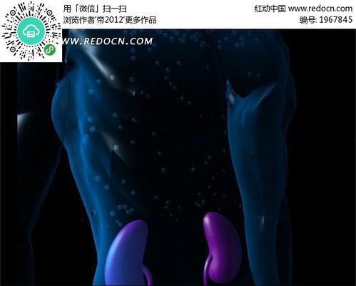 人体 视频,人体视频中的动态之美