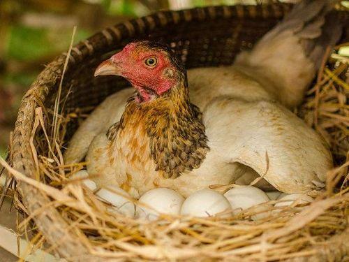 母鸡生蛋视频,视频记录下的奇妙瞬间