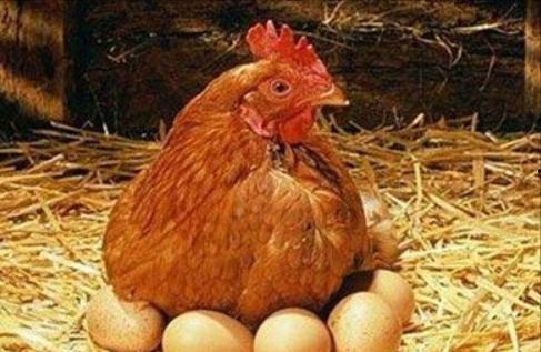 母鸡生蛋视频,视频记录下的奇妙瞬间