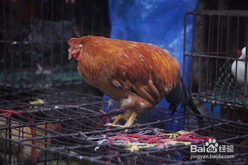 母鸡生蛋视频,视频记录下的奇妙瞬间