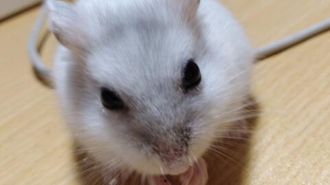 小仓鼠的视频,小仓鼠趣味视频集锦