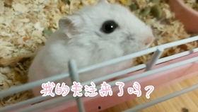 小仓鼠的视频,小仓鼠趣味视频集锦