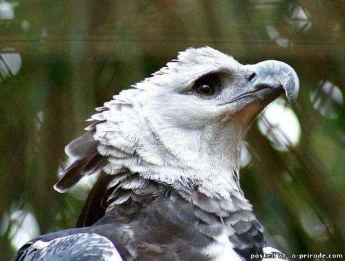 角雕视频,匠心独运，巧夺天工的视觉盛宴