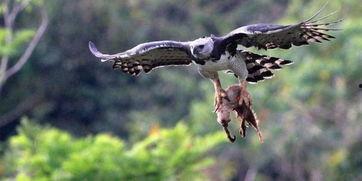 角雕视频,匠心独运，巧夺天工的视觉盛宴