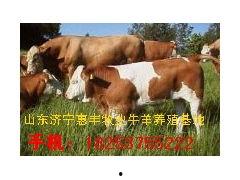 养牛视频教程,从新手到专家的全方位指导