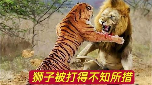 虎狮视频,揭秘动物世界的神秘与力量