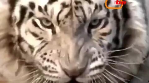 虎狮视频,揭秘动物世界的神秘与力量