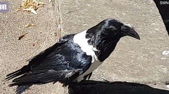 乌鸦的视频,视频揭秘其非凡生存智慧