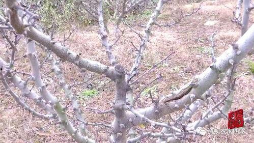 花椒树修剪视频,视频教程带你轻松掌握