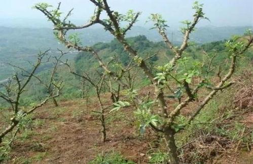花椒树修剪视频,视频教程带你轻松掌握