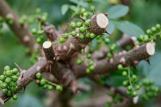 花椒树修剪视频,视频教程带你轻松掌握