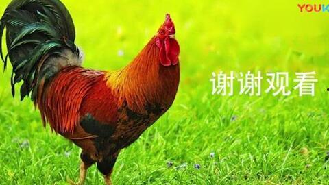 大公鸡搞笑视频,鸡飞狗跳！大公鸡搞笑视频笑翻网友
