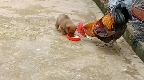 大公鸡搞笑视频,鸡飞狗跳！大公鸡搞笑视频笑翻网友