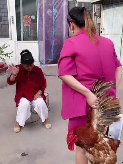 大公鸡搞笑视频,鸡飞狗跳！大公鸡搞笑视频笑翻网友