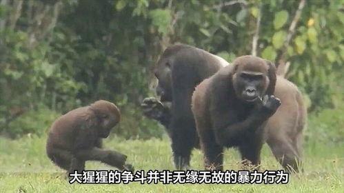 大猩猩打架视频,原始森林中的力量对决