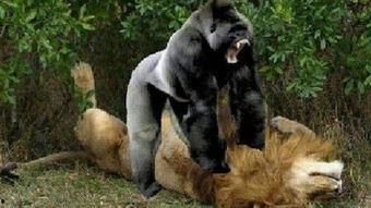 大猩猩打架视频,原始森林中的力量对决