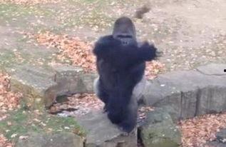 大猩猩打架视频,原始森林中的力量对决