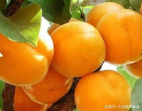 杏树芽接视频,视频教程带你轻松掌握