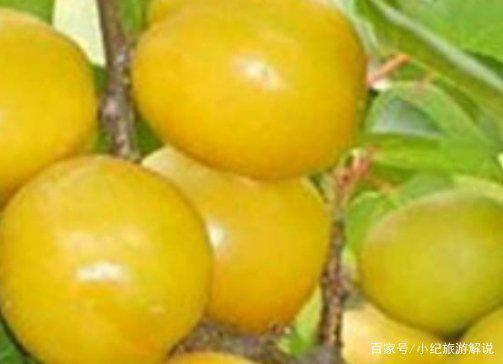 杏树芽接视频,视频教程带你轻松掌握