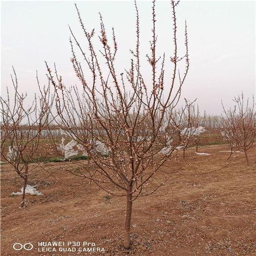 杏树芽接视频,视频教程带你轻松掌握