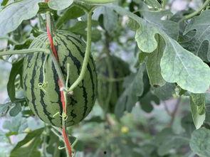 韩寺镇小吊瓜今日行情,今日行情火爆，瓜农笑开颜”