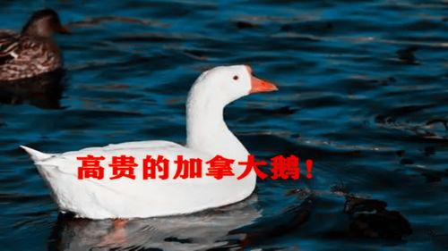 鹅  视频