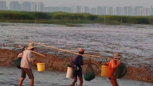 渔民赶海视频,渔民逐浪捕捞的生动瞬间
