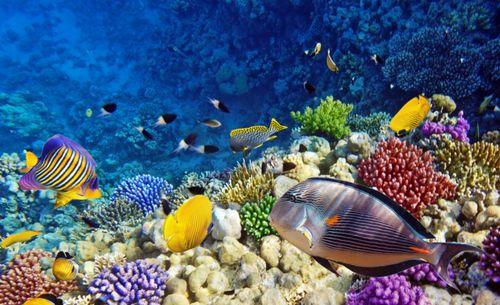 海底生物视频,揭秘神秘海底生物的奇异世界