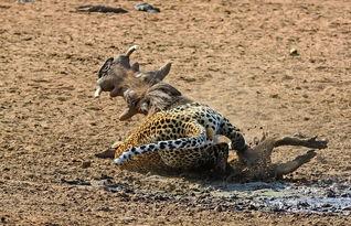 猎豹捕食视频,速度与力量的完美演绎