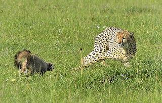 猎豹捕食视频,速度与力量的完美演绎