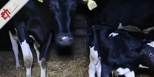 小奶牛视频,小奶牛的欢乐冒险之旅