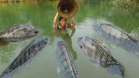 网鱼视频,揭秘网络世界的精彩瞬间