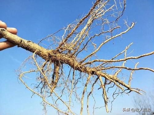 桃树施肥视频,视频教程助您丰收