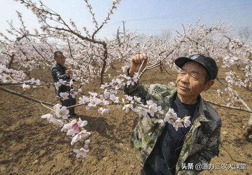 桃树施肥视频,视频教程助您丰收