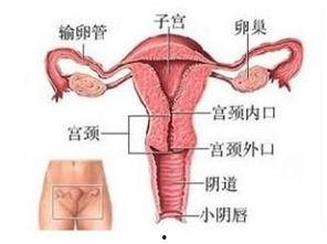 卵巢视频,视频揭秘女性生殖健康关键